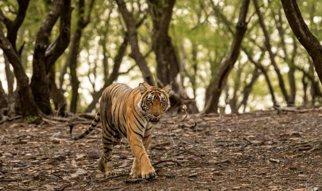 Golden Triangle Tour Ranthambore