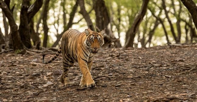 ranthambore