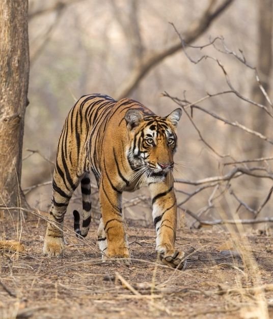 Ranthambore