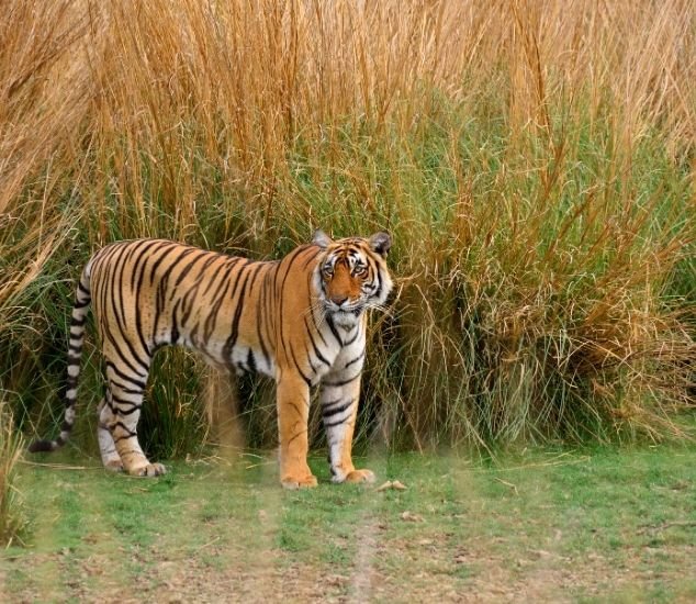 Ranthambore